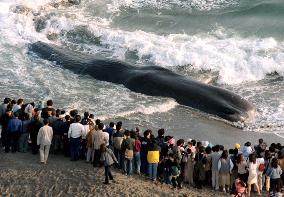 Beached whale dies despite rescue efforts
